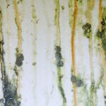 comment nettoyer la moisissure des murs
